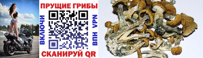 Галлюциногенные грибы MAGIC MUSHROOMS Купить закладки Пересвет